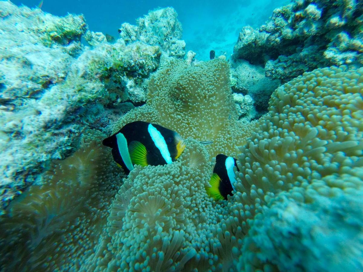 Palm Lodge Thulusdhoo Exteriér fotografie